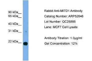 Western Blotting (WB) image for anti-MIT, Microtubule Interacting and Transport, Domain Containing 1 (MITD1) (Middle Region) antibody (ABIN2785027)