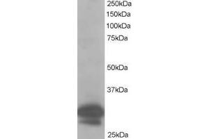ABIN184616 staining (1µg/ml) of Hela lysate (RIPA buffer, 35µg total protein per lane).