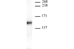JMJD2A antibody (mAb) tested by Western blot.