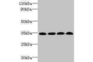 Western blot All lanes: WDR61 antibody at 1. (WDR61 Antikörper  (AA 2-305))
