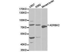 Western Blotting (WB) image for anti-Adrenergic, Beta, Receptor Kinase 2 (ADRBK2) antibody (ABIN1870849) (ADRBK2 Antikörper)