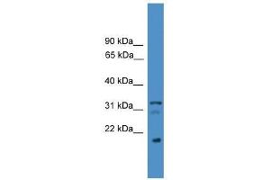 VEGFB antibody used at 0. (VEGFB Antikörper  (C-Term))