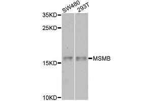 Western blot analysis of extracts of various cell lines, using MSMB antibody (ABIN6003799) at 1/1000 dilution. (MSMB Antikörper)