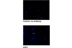 Immunofluorescent staining of human fibroblasts with EDF1 polyclonal antibody  under 5 ug/mL working concentration. (EDF1 Antikörper  (AA 1-50))