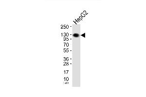 Western blot analysis of extracts from HepG2 cells, using EPHA2/3/4 (Ab-588/596) Antibody. (EPHA2/3/4 Antikörper)