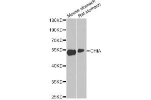Western blot analysis of extracts of various cell lines, using CHIA antibody.