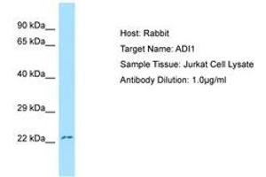 Image no. 1 for anti-Acireductone Dioxygenase 1 (ADI1) (N-Term) antibody (ABIN6750008)