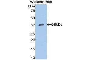 Western Blotting (WB) image for anti-Apolipoprotein H (Beta-2-Glycoprotein I) (APOH) (AA 21-345) antibody (ABIN1077827) (APOH Antikörper  (AA 21-345))
