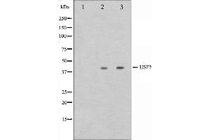 Western blot analysis on HeLa and HepG2 cell lysate using USF2 Antibody. (USF2 Antikörper  (Internal Region))