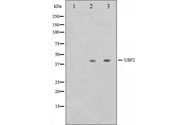 USF2 Antikörper  (Internal Region)