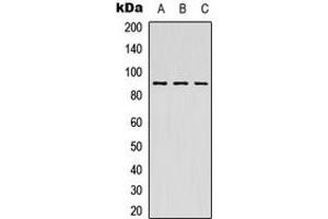 Western blot analysis of MSK1 expression in HEK293T (A), Raw264.