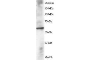 Image no. 1 for anti-Dual Specificity Phosphatase 8 (DUSP8) (N-Term) antibody (ABIN374169)