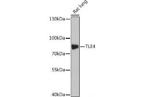 Western blot analysis of extracts of Rat lung using TLE4 Polyclonal Antibody at dilution of 1:1000. (TLE4 Antikörper)