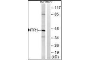 Western blot analysis of extracts from MCF7 cells, using NTSR1 antibody.
