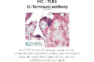 Image no. 3 for anti-Toll-Like Receptor 3 (TLR3) antibody (ABIN1740110)