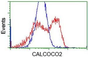 HEK293T cells transfected with either RC203843 overexpress plasmid (Red) or empty vector control plasmid (Blue) were immunostained by anti-CALCOCO2 antibody (ABIN2453914), and then analyzed by flow cytometry. (CALCOCO2 Antikörper)