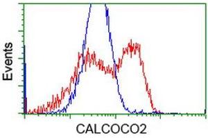 HEK293T cells transfected with either RC203843 overexpress plasmid (Red) or empty vector control plasmid (Blue) were immunostained by anti-CALCOCO2 antibody (ABIN2453914), and then analyzed by flow cytometry.