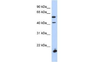 Western Blotting (WB) image for anti-Developing Brain Homeobox 1 (DBX1) antibody (ABIN2459408) (DBX1 Antikörper)