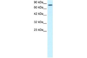 WB Suggested Anti-KIF3B Antibody Titration:  0. (KIF3B Antikörper  (C-Term))