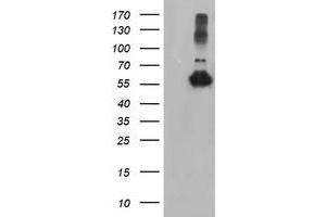 Western Blotting (WB) image for anti-Tubulin, alpha-Like 3 (TUBAL3) (AA 150-446) antibody (ABIN1490955) (TUBAL3 Antikörper  (AA 150-446))
