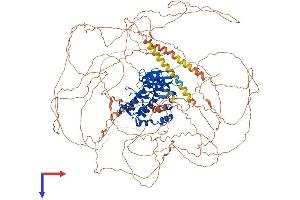 TTBK1 Protein (AA 1-1308) (His tag)