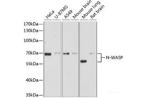Western blot analysis of extracts of various cell lines using N-WASP Polyclonal Antibody at dilution of 1:3000. (Neural Wiskott-Aldrich syndrome protein (WASL) Antikörper)