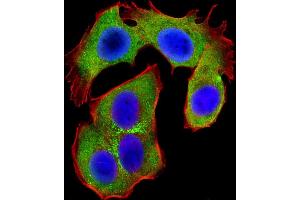 Immunofluorescent analysis of 4 % paraformaldehyde-fixed, 0. (OPN-A,b (AA 14-40), (N-Term) Antikörper)