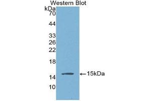 Western Blotting (WB) image for anti-Brain Natriuretic Peptide (BNP) (AA 27-134) antibody (ABIN3201420) (BNP Antikörper  (AA 27-134))