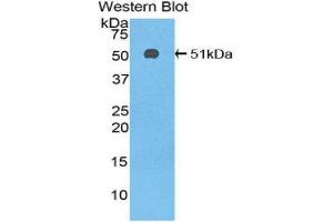 Western Blotting (WB) image for anti-Serpin Family C Member 1 (SERPINC1) (AA 33-465) antibody (ABIN1077810)