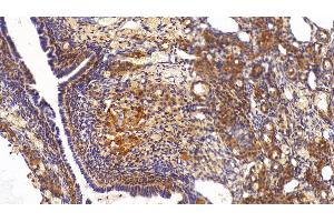Detection of GAPDH in Rat Ovary Tissue using Anti-Glyceraldehyde-3-Phosphate Dehydrogenase (GAPDH) Monoclonal Antibody (GAPDH Antikörper  (AA 2-148))