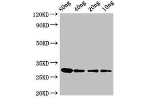 Western Blot Positive WB detected in Recombinant protein All lanes: RNU2 antibody at 3. (RNU2 Antikörper  (AA 1-114))