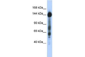 WB Suggested Anti-SREBF1 Antibody Titration:  0. (SREBF1 Antikörper  (N-Term))
