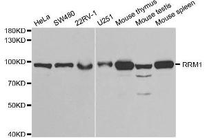 Western blot analysis of extracts of various cell lines, using RRM1 antibody. (RRM1 Antikörper  (AA 593-792))
