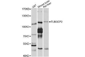 Western blot analysis of extracts of various cell lines, using TUBGCP2 antibody (ABIN5999122) at 1/1000 dilution. (TUBGCP2 Antikörper)