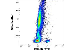 Flow cytometry surface staining pattern of human peripheral whole blood stained using anti-human CD268 (11C1) FITC antibody (10 μL reagent / 100 μL of peripheral whole blood). (TNFRSF13C Antikörper  (FITC))