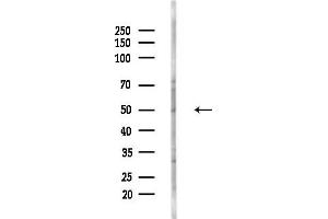 anti-FAD-Dependent Oxidoreductase Domain Containing 1 (FOXRED1) (Internal Region) antibody
