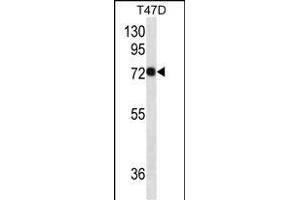 C Antibody  western blot analysis in T47D cell line lysates (35 μg/lane). (Syndecan 1 Antikörper)