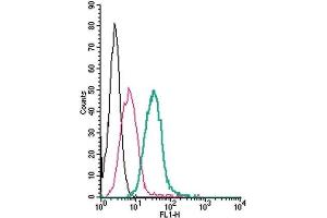 Cell surface detection of GPR35 by direct flow cytometry in live intact mouse J774 macrophage cells: (black line) Cells. (GPR35 Antikörper  (Extracellular) (FITC))