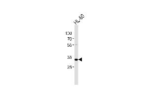 Western blot analysis of lysate from HL-60 cell line, using TREX2 Antibody (C-term) (ABIN6244083 and ABIN6577850). (TREX2 Antikörper  (C-Term))