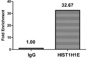 Chromatin Immunoprecipitation Hela (4*10 6 , treated with 30 mM sodium butyrate for 4h) were treated with Micrococcal Nuclease, sonicated, and immunoprecipitated with 5 μg anti-HIST1H1E (ABIN7139191) or a control normal rabbit IgG. (HIST1H1E Antikörper  (acLys63))