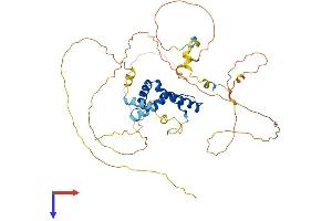 SOX8 Protein (AA 1-446) (His tag)