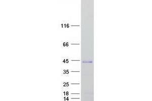 Validation with Western Blot (SOX2 Protein (Myc-DYKDDDDK Tag))