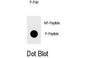 Dot Blot (DB) image for anti-Platelet-Activating Factor Acetylhydrolase 1b, Catalytic Subunit 2 (30kDa) (PAFAH1B2) antibody (ABIN3001954) (PAFAH1B2 Antikörper)