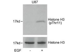 Western blot analysis of extracts from U87 cells untreated or treated with EGF using Histone H3(Phospho-Thr11) Antibody. (HIST1H3A/HIST2H3A/H3F3A (pThr11) Antikörper)
