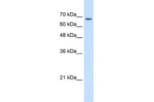 Western Blotting (WB) image for anti-Transmembrane 9 Superfamily Member 1 (TM9SF1) antibody (ABIN2463972) (TM9SF1 Antikörper)