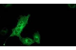 Anti-MGLL mouse monoclonal antibody (ABIN2454565) immunofluorescent staining of COS7 cells transiently transfected by pCMV6-ENTRY MGLL (RC218358). (MGLL Antikörper)