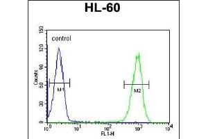 COI Antibody (N-term) (ABIN651142 and ABIN2840096) flow cytometric analysis of HL-60 cells (right histogram) compared to a negative control cell (left histogram). (TMEM57 Antikörper  (N-Term))