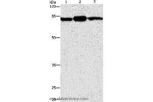 Western blot analysis of Mouse brain and skin tissue, 293T cell , using CAPN2 Polyclonal Antibody at dilution of 1:200 (Calpain 2 Antikörper)