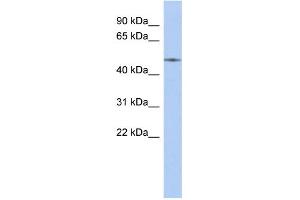 WB Suggested Anti-ETS2 Antibody Titration:  0. (ETS2 Antikörper  (Middle Region))