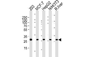 Western blot analysis of lysates from 293,MCF-7,HepG2,mouse NIH/3T3 cell line and rat liver tissue (from left to right),using USF1 Antibody (Center) (ABIN1882051 and ABIN2838485). (Prohibitin Antikörper  (AA 1-205))